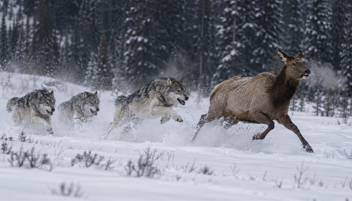 Wolves chasing an elk through snow